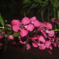 <i>Angelonia goyazensis</i>  Benth.